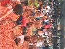 Tomatina Festival